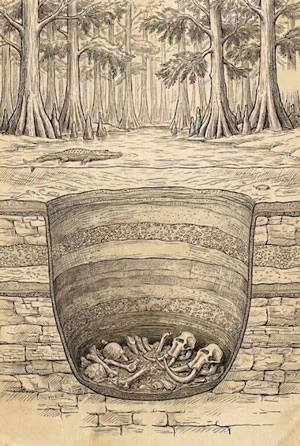 Vintage illustration of a Florida wetland landscape with cypress trees and limestone features.